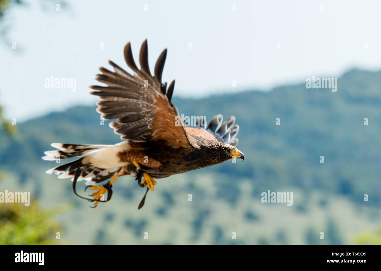 Falco di volo Foto Stock