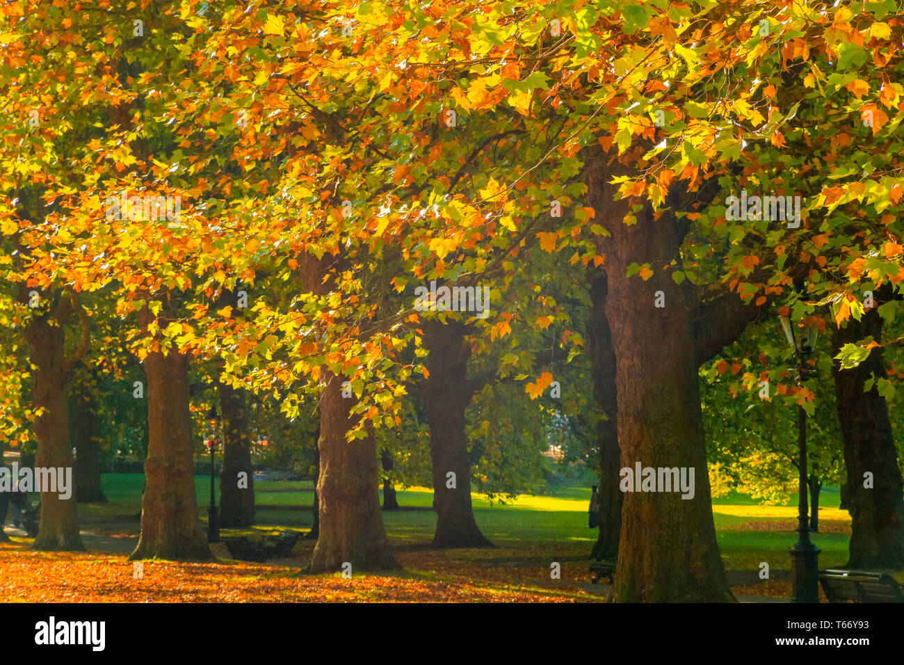 Autunno scena, un viale alberato in Green Park, Londra Foto Stock