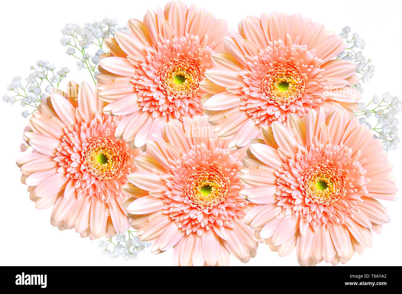 Delicato bouquet di un bel colore rosa fiori di gerbera decorate con rami di bianco gypsophila close up su sfondo bianco. Floral biglietto di auguri Foto Stock