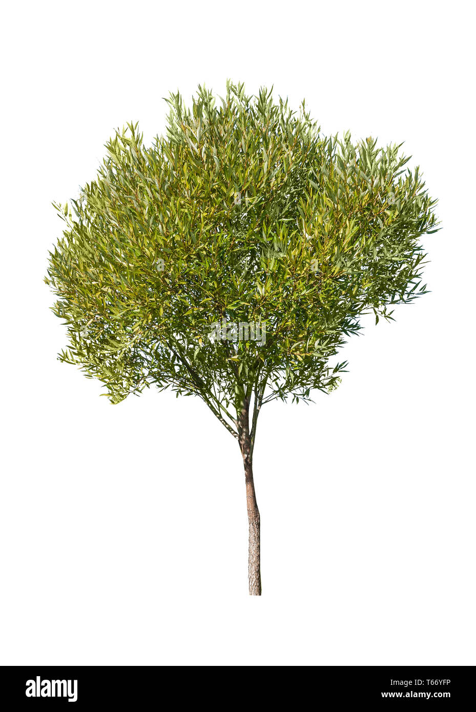 Piccolo giovane albero verde isolato su sfondo bianco Foto Stock