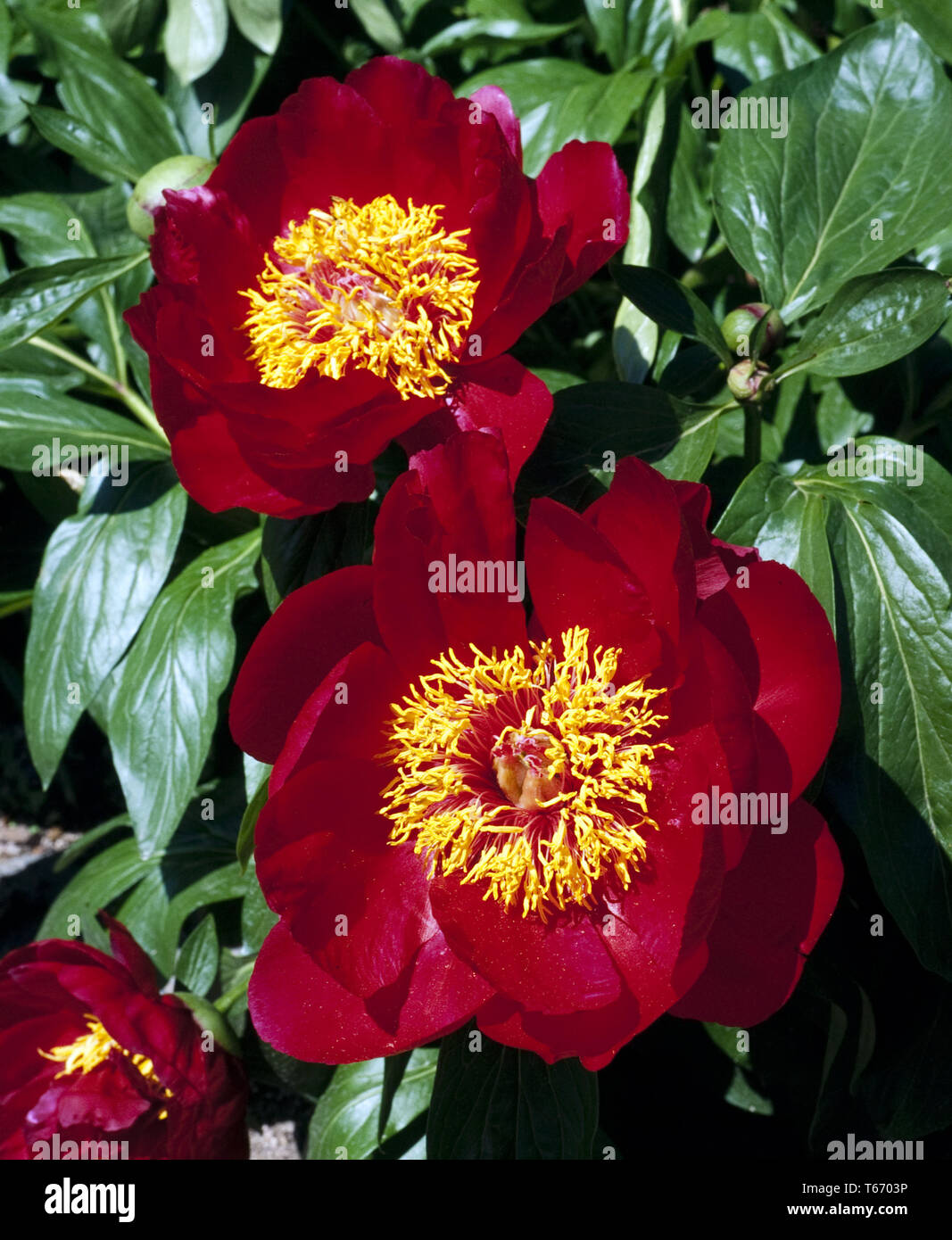 Peonia, Paeonia officinalis Foto Stock