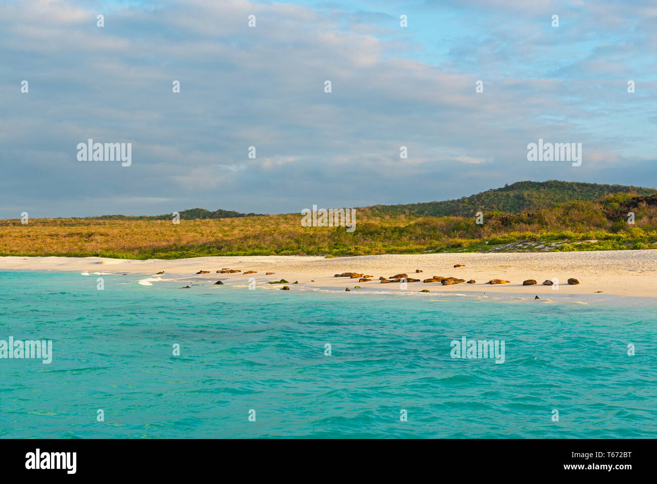 Spiaggia di Baia Gardner riempito di dormire le Galapagos i leoni di mare (Zalophus wollebaeki) al tramonto, all'Isola Espanola, Galapagos national park, Ecuador. Foto Stock