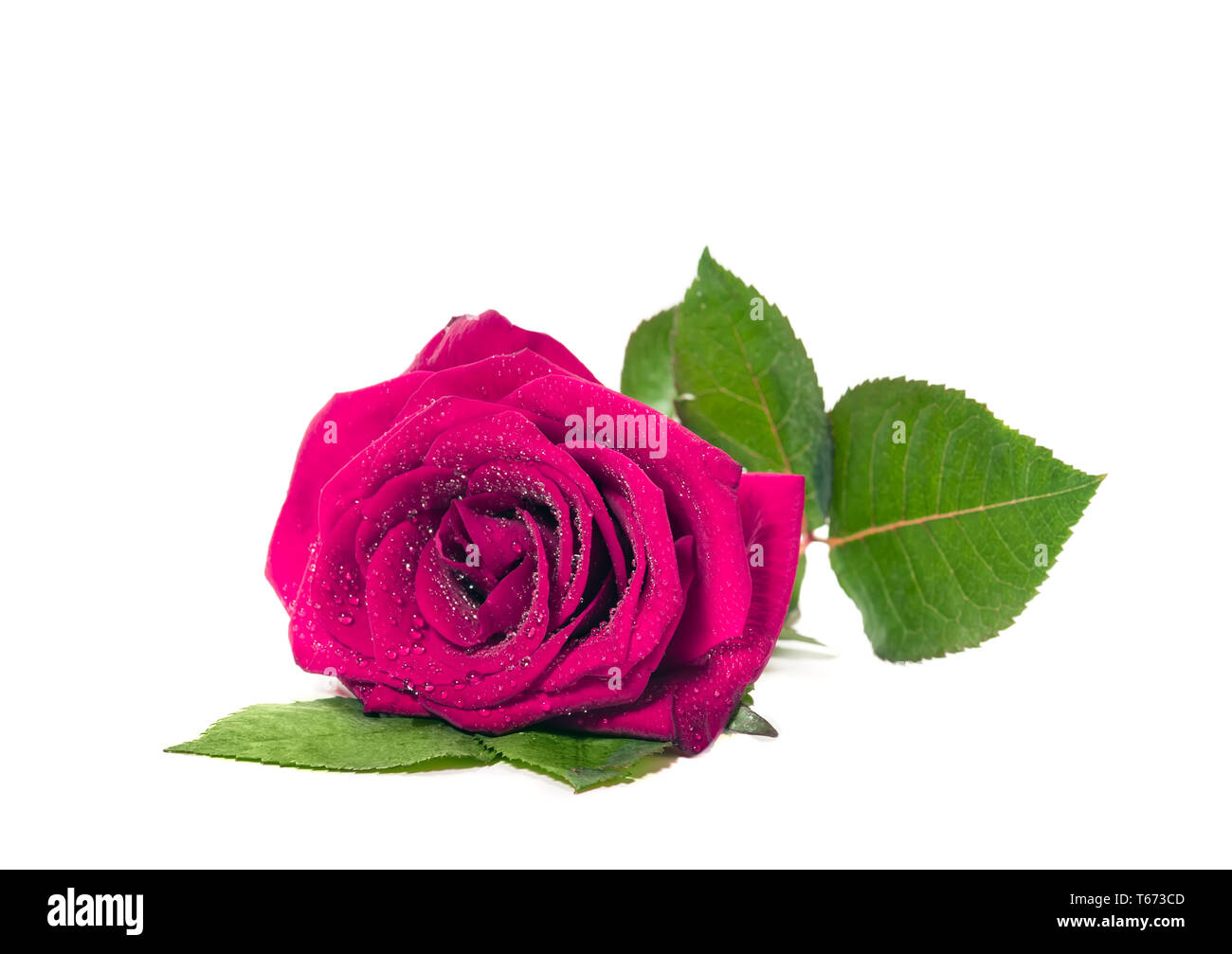 Il rosso fresco rosa rosa con gocce di rugiada isolati su sfondo bianco. Sutible per la festa della mamma, San Valentino o compleanno Foto Stock