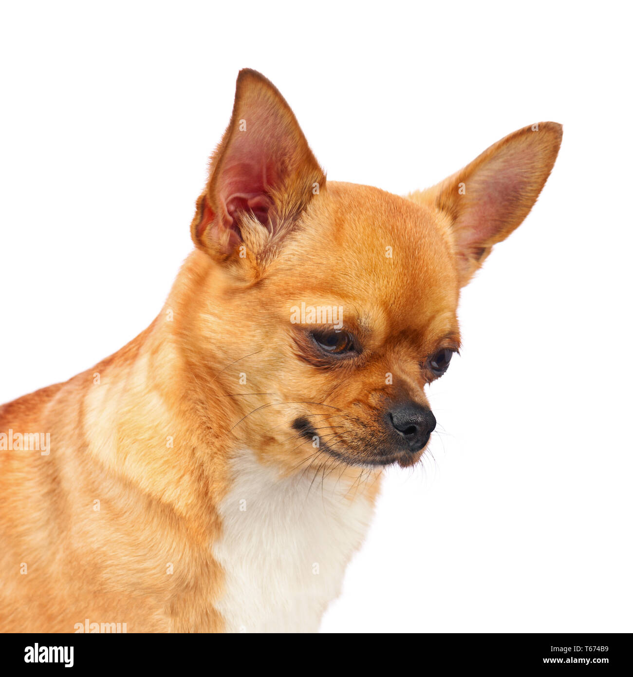 Chihuahua cane isolato su sfondo bianco. Foto Stock