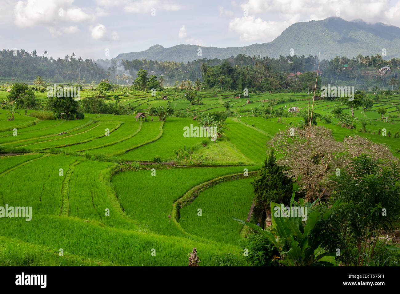 Terrazze di riso in Bali Orientale, Indonesia Foto Stock