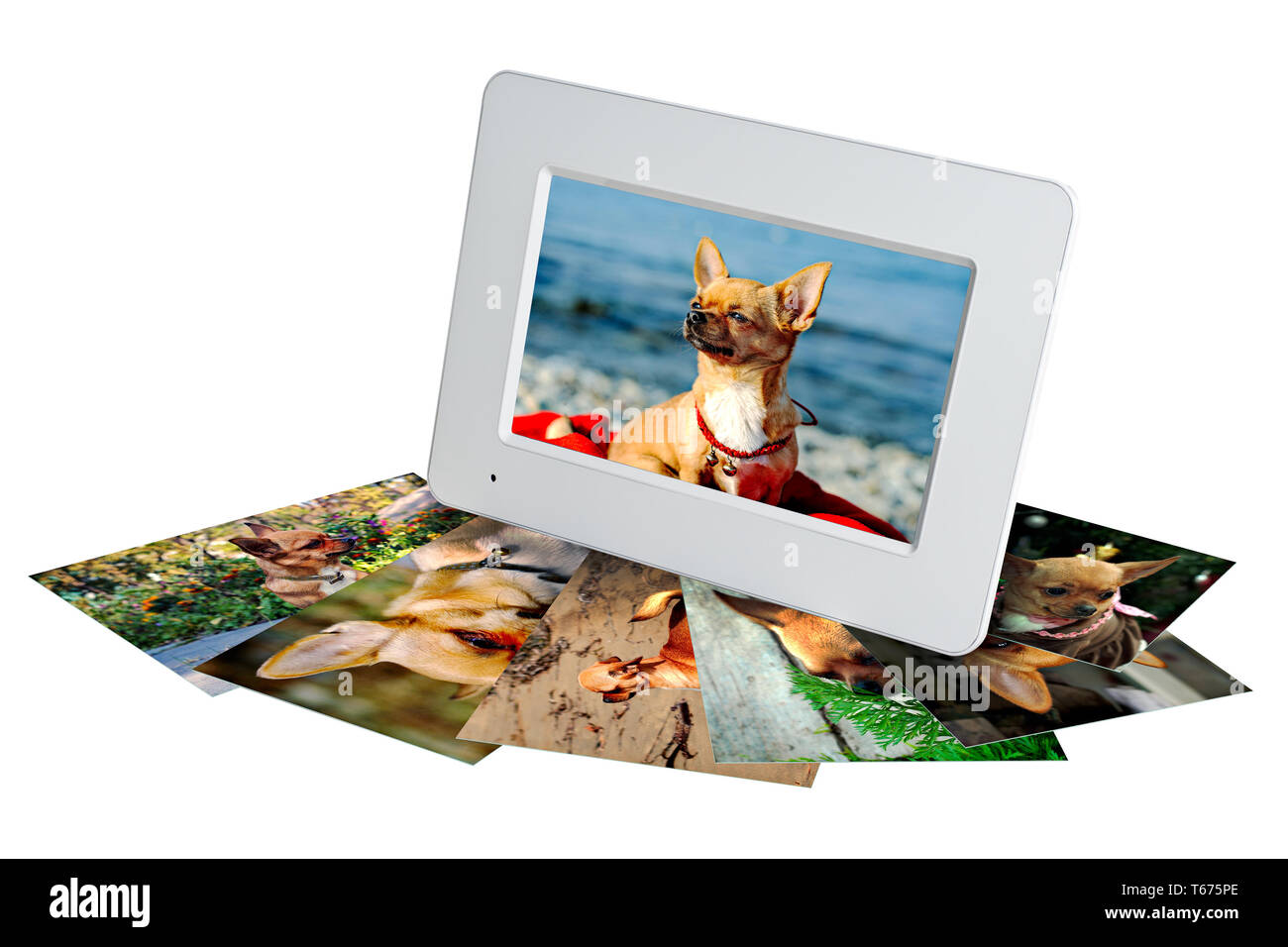 White digital photo frame con foto di un chihuah Foto Stock