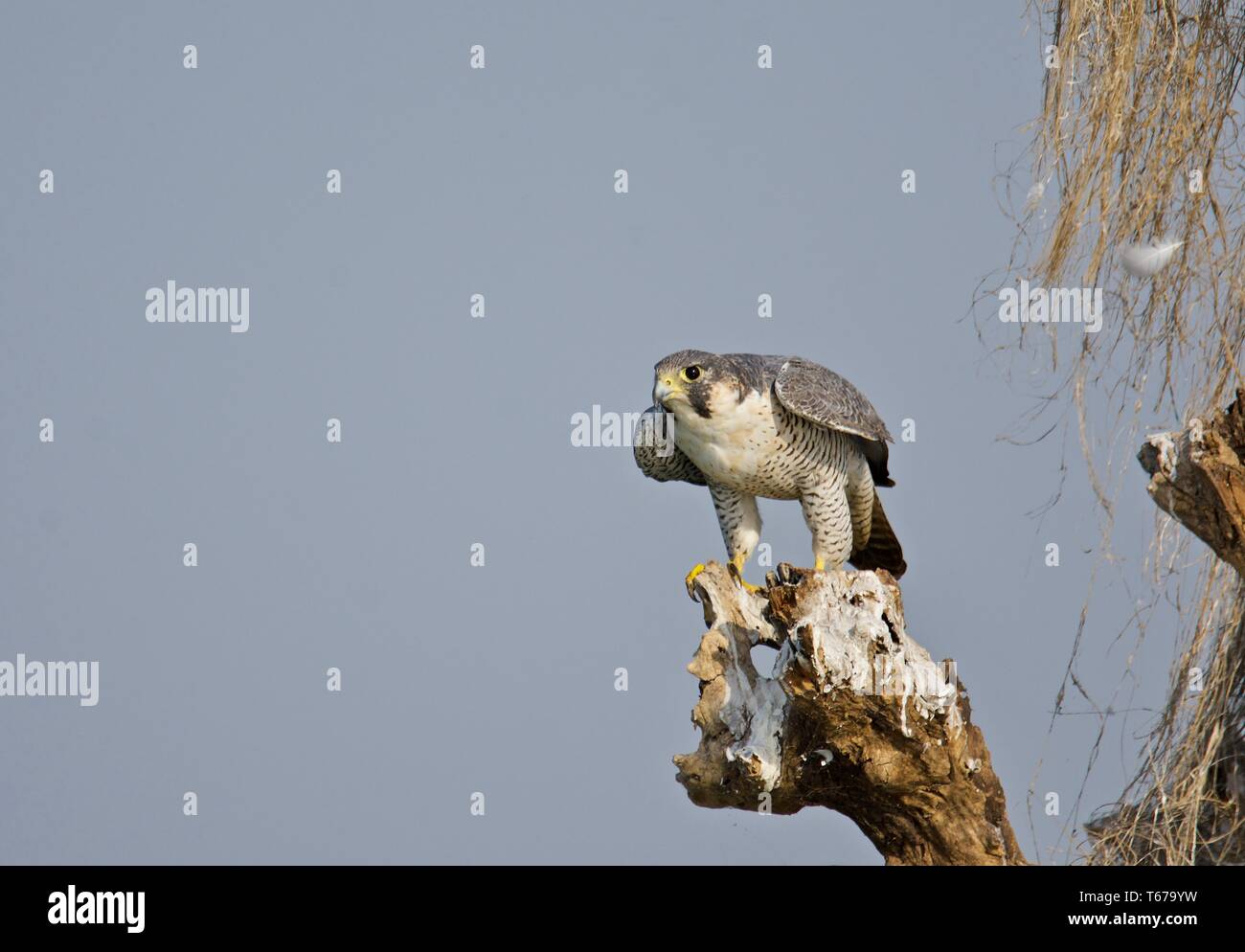 Falco Simile Immagini Falco Simile Fotos Stock Alamy