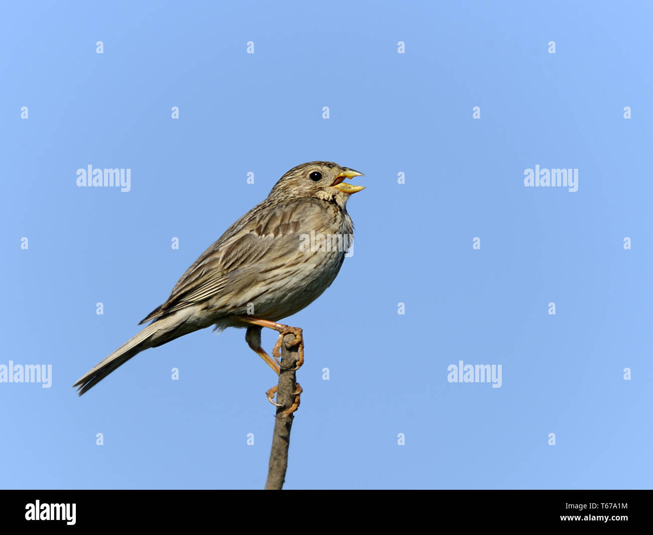 Corn bunting, Emberiza calandra Foto Stock