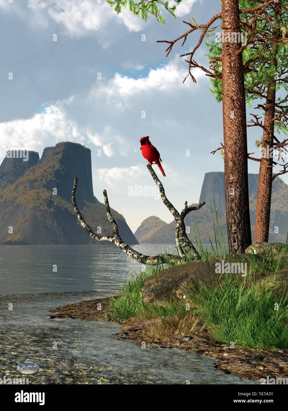 Un po' di rosso cardinale posatoi su un ramo morto da un lago. Le colline rocciose aumento della distanza sulla sponda opposta. Foto Stock