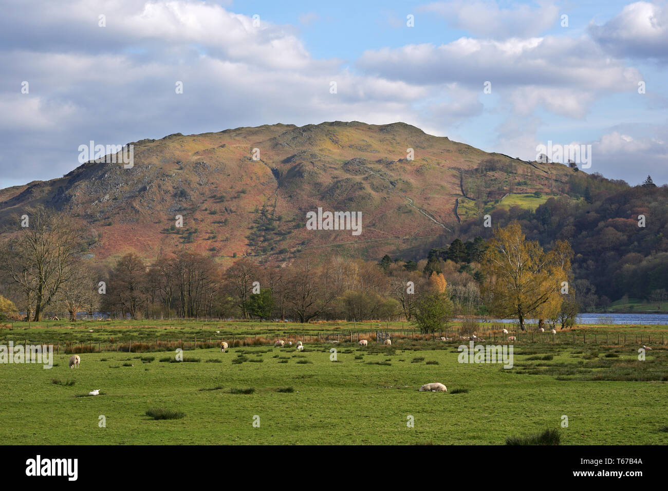 Grasmere Lake District Cumbria Regno Unito Foto Stock