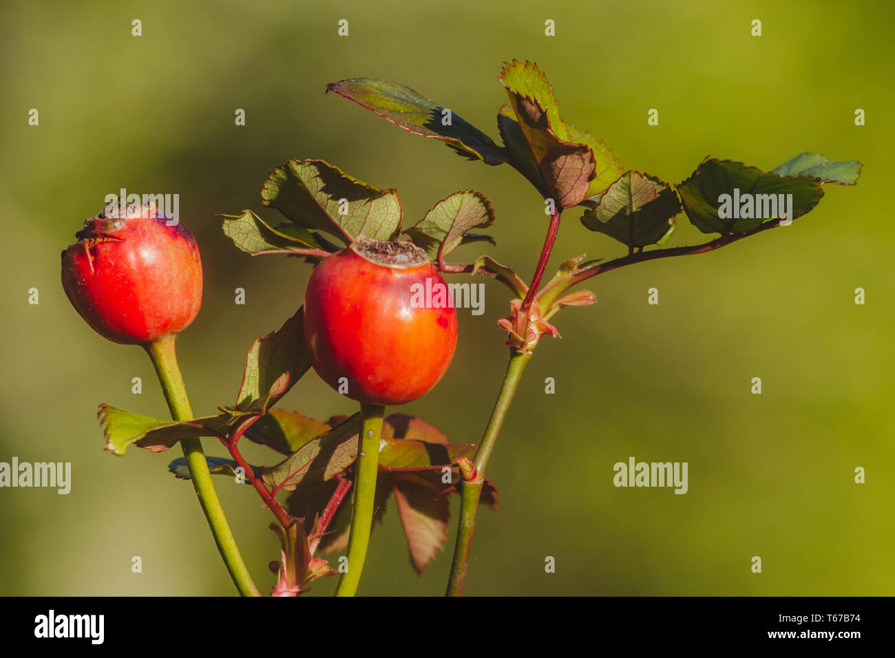 Un ramoscello con rosa canina su sfondo verde Foto Stock