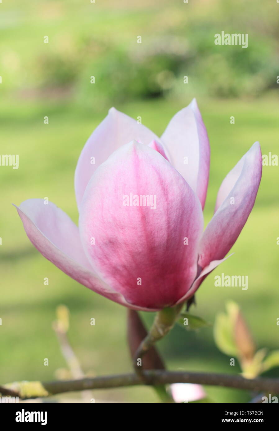 Magnolia 'Todd Gresham'. Un ibrido Gresham magnolia in fiore - primavera, REGNO UNITO Foto Stock