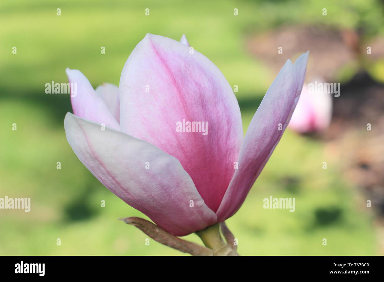 Magnolia 'Todd Gresham'. Un ibrido Gresham magnolia in fiore - primavera, REGNO UNITO Foto Stock