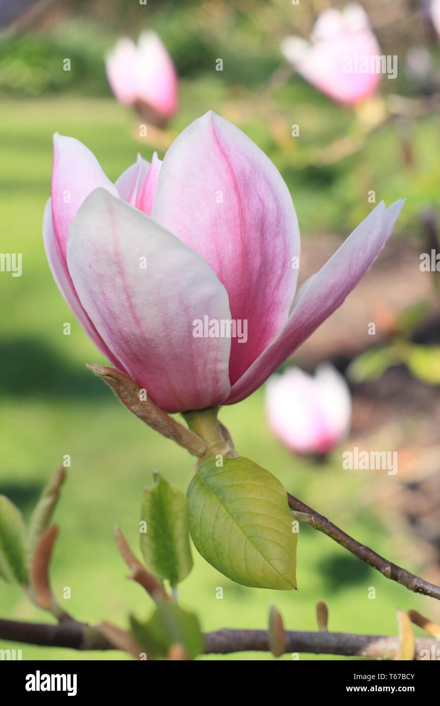 Magnolia 'Todd Gresham'. Un ibrido Gresham magnolia in fiore - primavera, REGNO UNITO Foto Stock