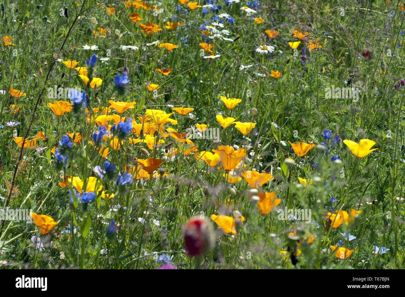 Centrale Europea Prato di fiori selvaggi, Germania meridionale Foto Stock