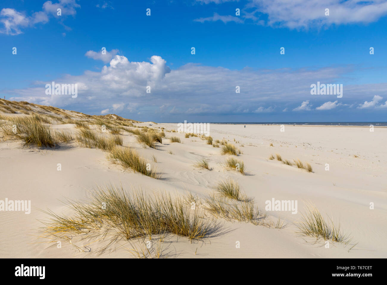 Isola del Mare del Nord Juist, Frisia orientale, Spiaggia, paesaggio di dune, Bassa Sassonia, Germania, Foto Stock