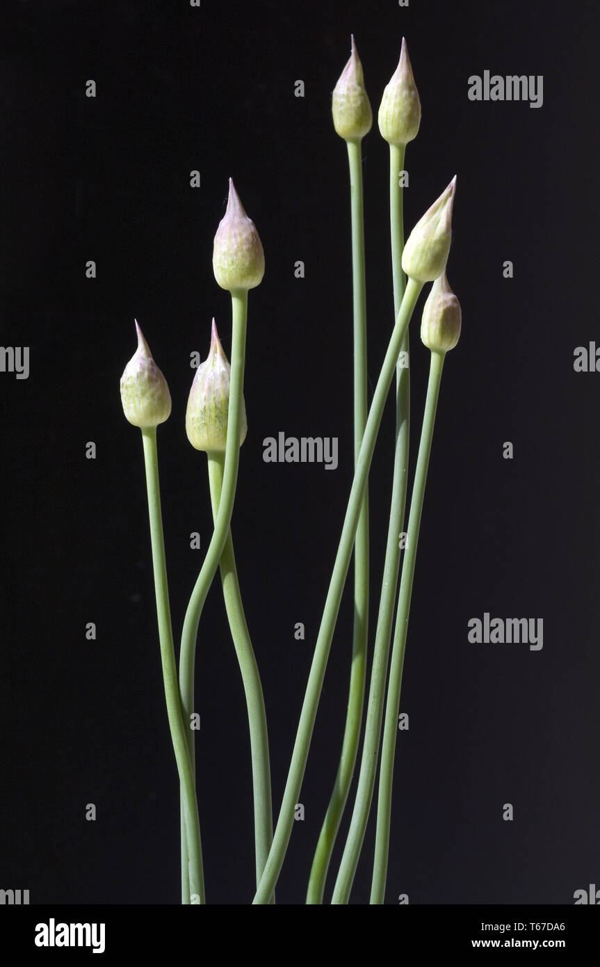 Giant allium o gigante cipolla, Allium giganteum Foto Stock