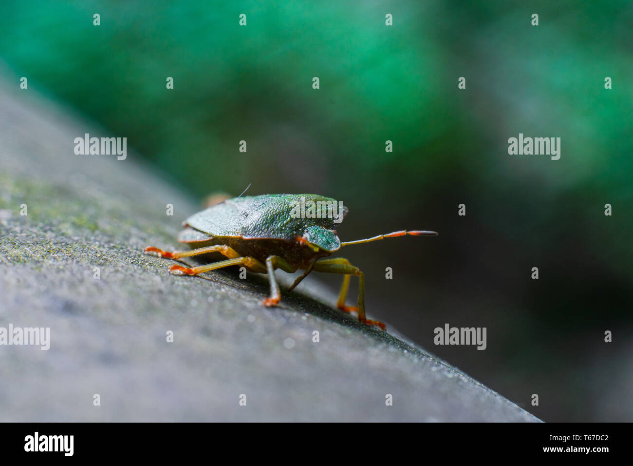 Macro shot del sud scudo verde bug (Nezara viridula). Foto Stock