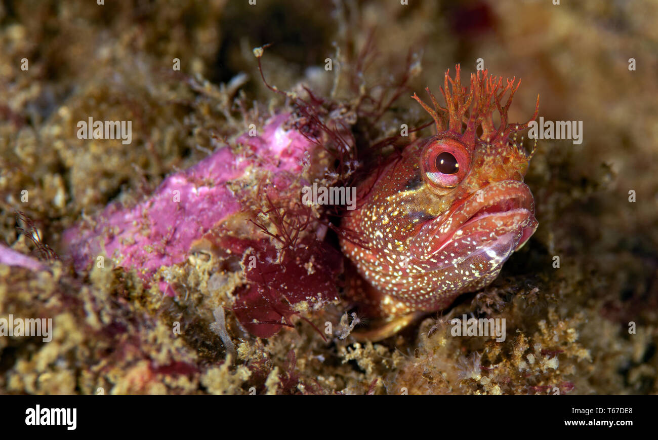 Neoclinus stephensae, fringehead albacora Foto Stock