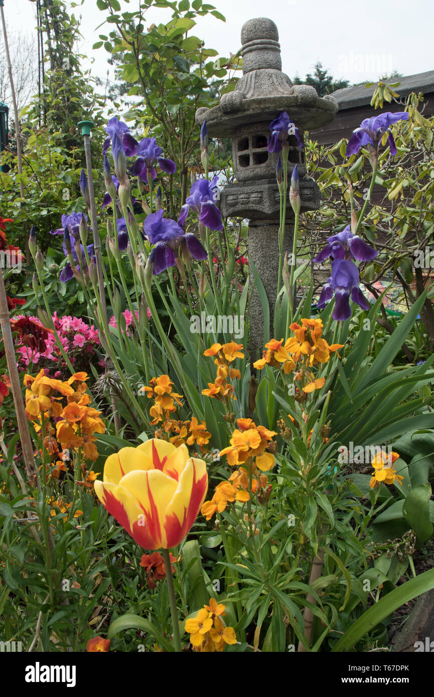 Iris, tulipani & wallflowers in primavera Foto Stock
