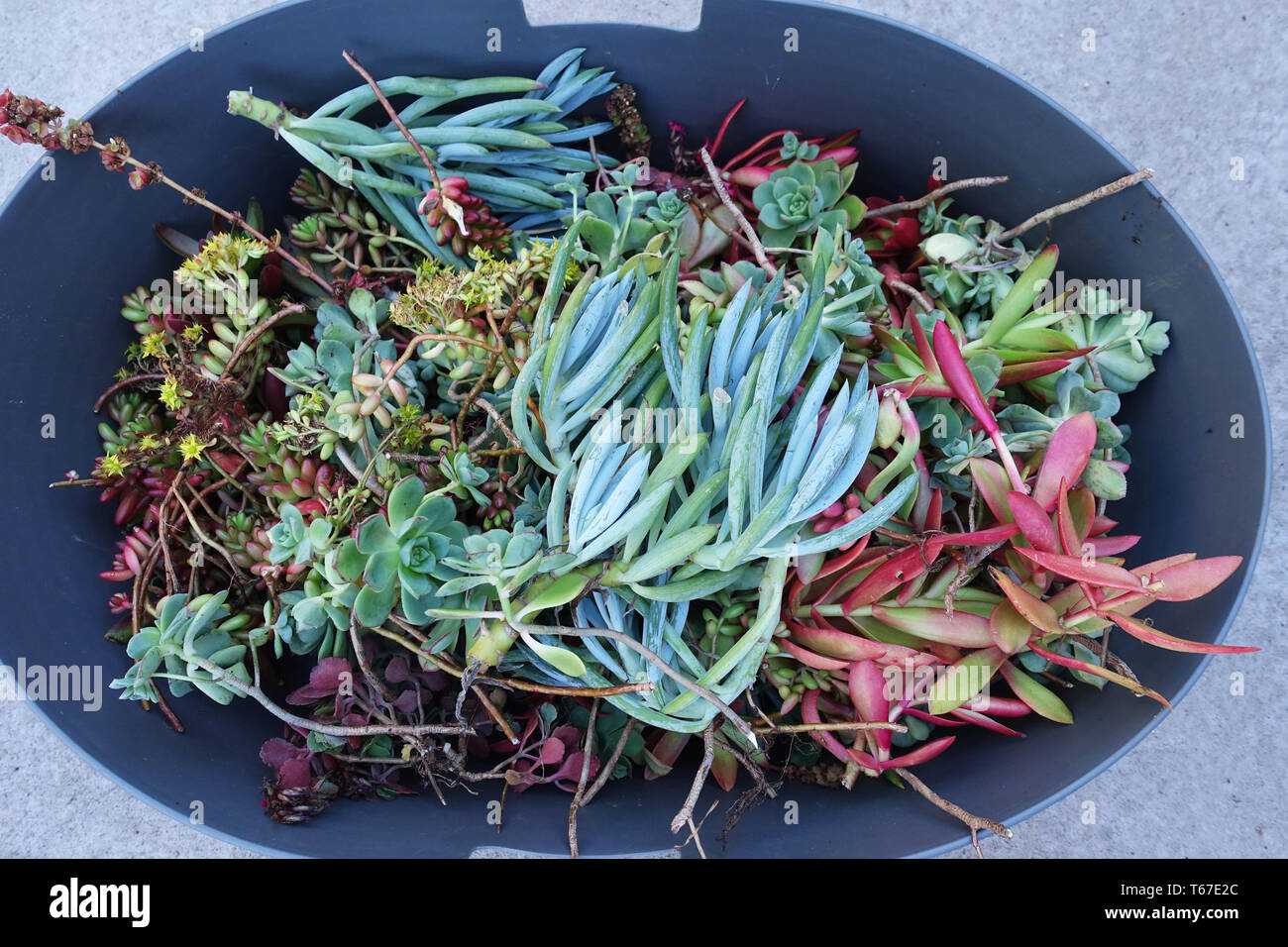 Misto di diverse varietà di piante succulente talee pronto per la propagazione Foto Stock