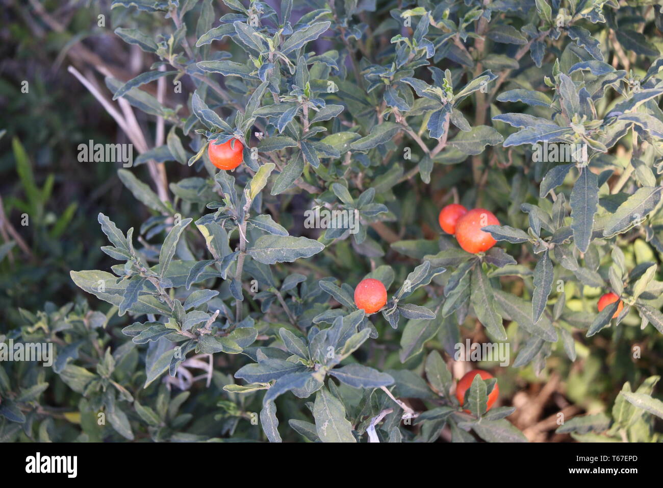 Impianto con Berrys Foto Stock