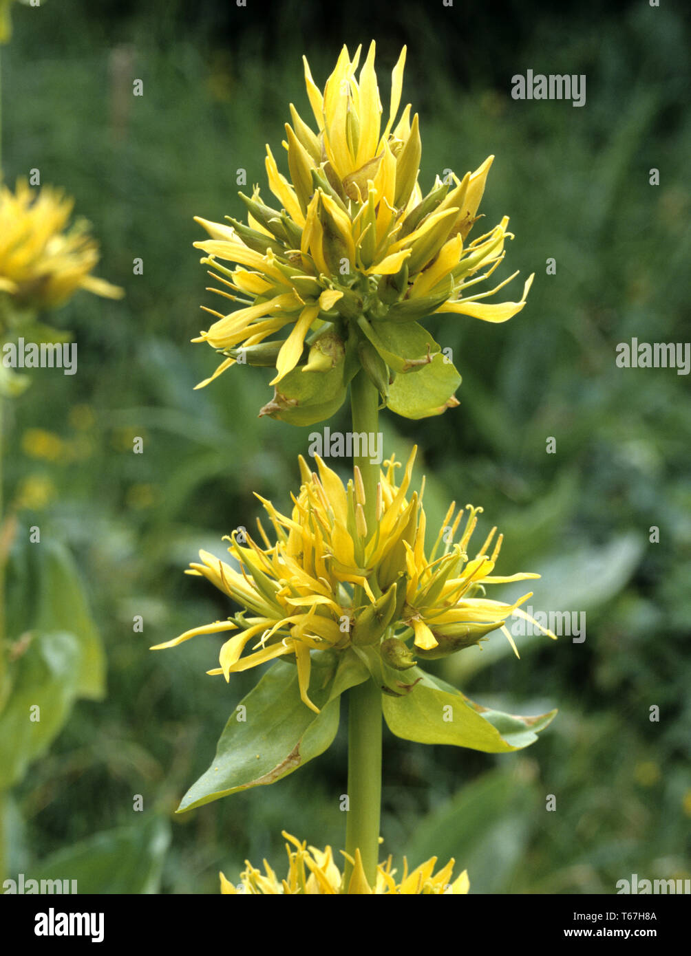 Grande giallo [genziana lutea Gentiana] Foto Stock