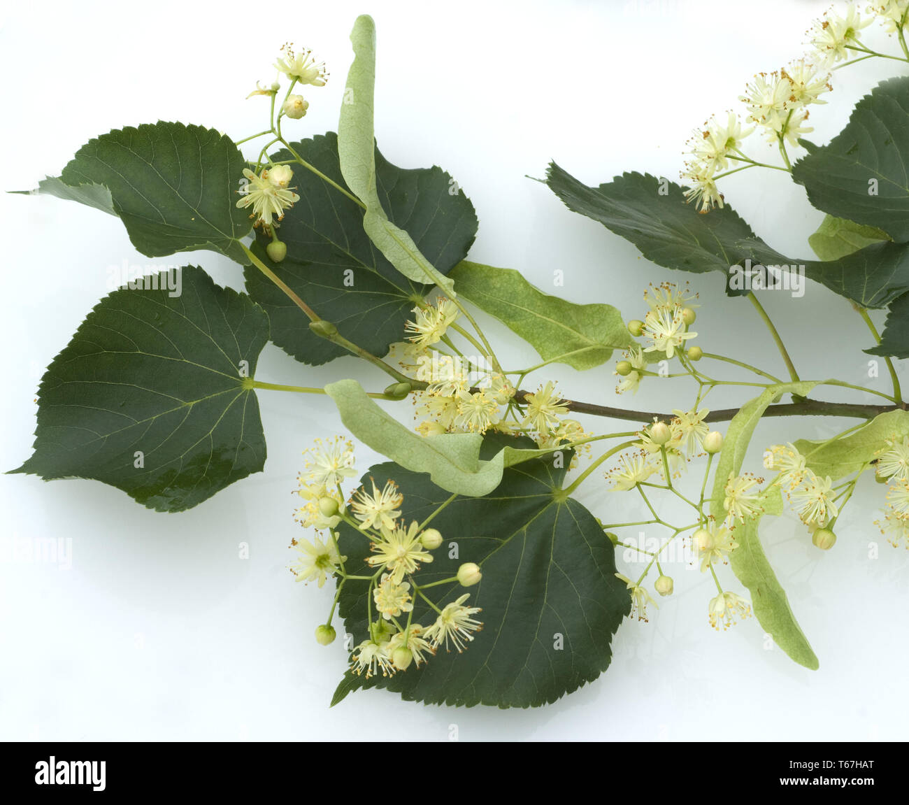 Albero di tiglio, genere tilia Foto Stock