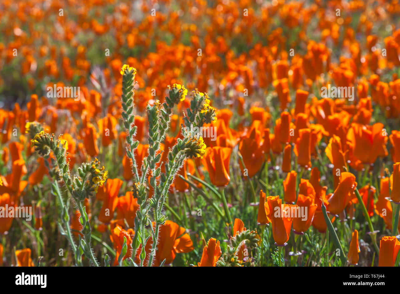 Fioritura di papaveri della California (Eschscholzia californica), con ispido fiddleneck, a Antelope Valley California Poppy Reserve, STATI UNITI D'AMERICA, in primavera. Foto Stock