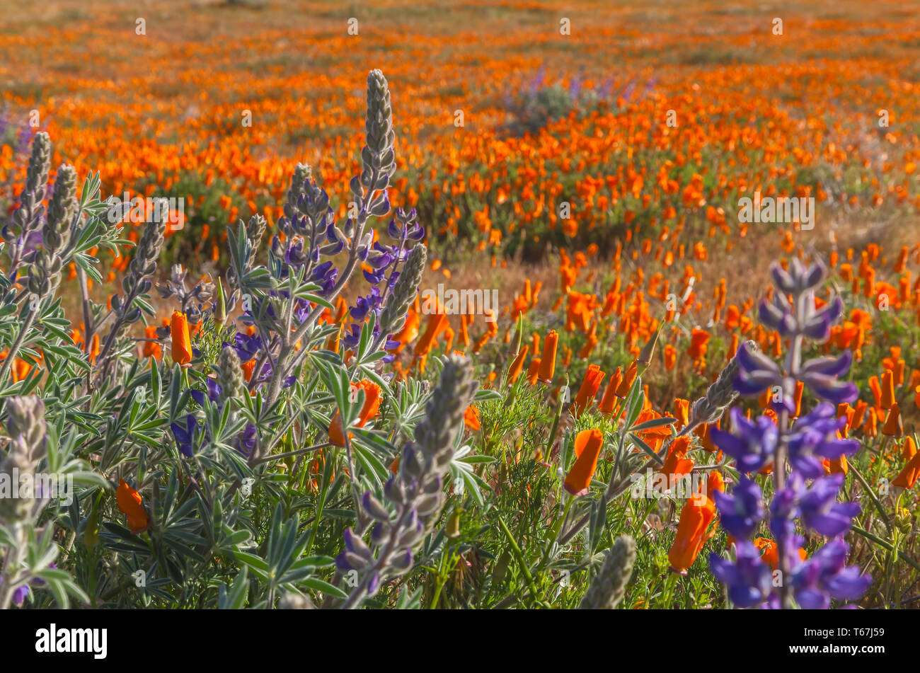 Soda uva Fiori di lupino con California poppies in background, Antelope Valley California Poppy Reserve, Stati Uniti, in primavera. Foto Stock