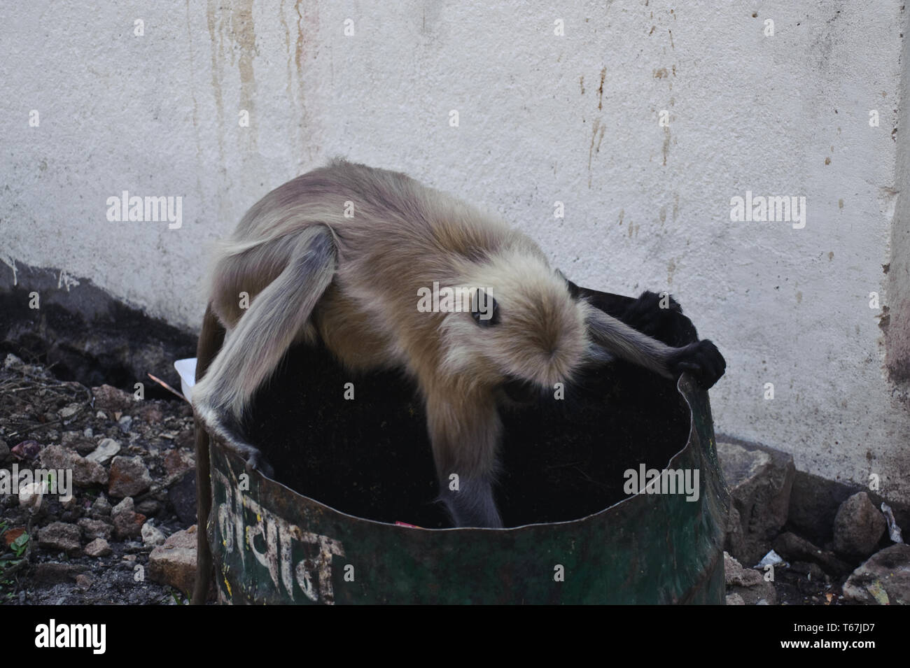 Monkey in cerca di cibo in un cestino ( India). Questa scimmia è chiamato langur ( cioè langur grigio, sacro langur, semnopithecus entellus) Foto Stock