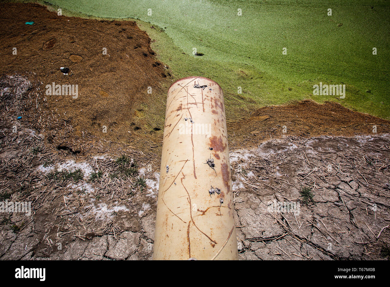Sistema di irrigazione in una fattoria in campo Pixley. Pur richiedendo molta acqua e livellati i campi agricoli e di moderni sistemi di irrigazione limitare gli sprechi. In generale, la coltivazione di ortaggi richiede solo una frazione di acqua che è necessaria per l'allevamento. Foto Stock Sistema di irrigazione in una fattoria in campo Pixley. Pur richiedendo molta acqua e livellati i campi agricoli e di moderni sistemi di irrigazione limitare gli sprechi. In generale, la coltivazione di ortaggi richiede solo una frazione di acqua che è necessaria per l'allevamento. Foto Stock