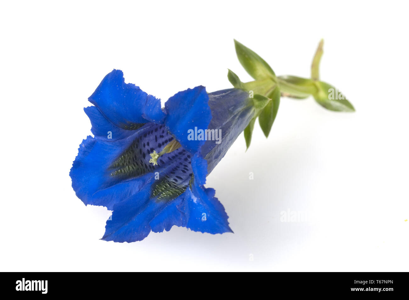 La genziana delle Alpi in Europa Foto Stock