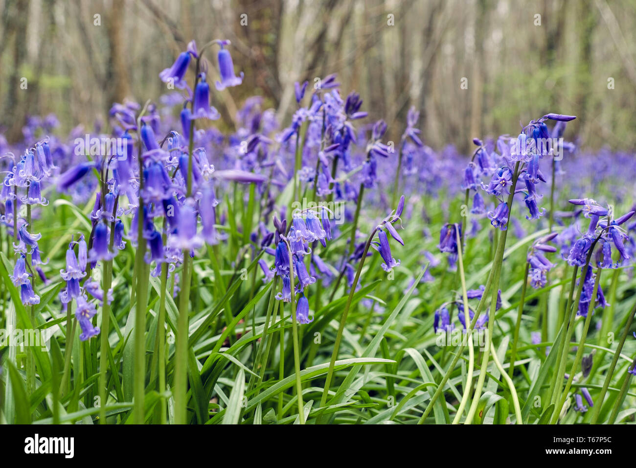 Inglese nativo Bluebells crescendo in un Bluebell legno in primavera. West Stoke, Chichester, West Sussex, in Inghilterra, Regno Unito, Gran Bretagna Foto Stock
