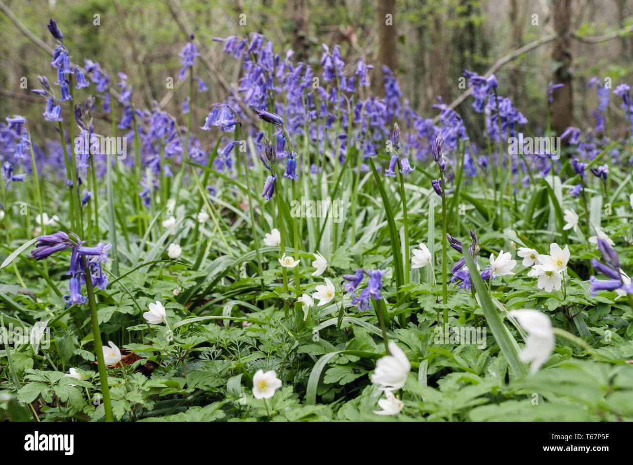 Il legno di anemoni Anemone nemorosa , a fiorire con nativo Bluebells inglese in un Bluebell legno in primavera. West Stoke Chichester West Sussex England Regno Unito Foto Stock