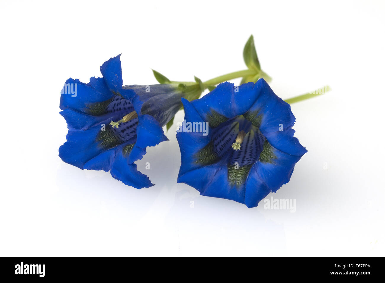 La genziana delle Alpi in Europa Foto Stock