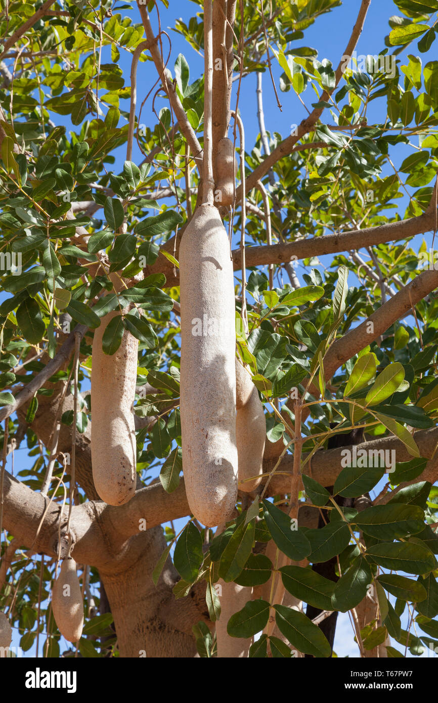 84cm lungo la frutta in un Kigella africana o salsiccia di albero in tarda estate. Tropicali ornamentali albero africano, Bignoniaceae Foto Stock
