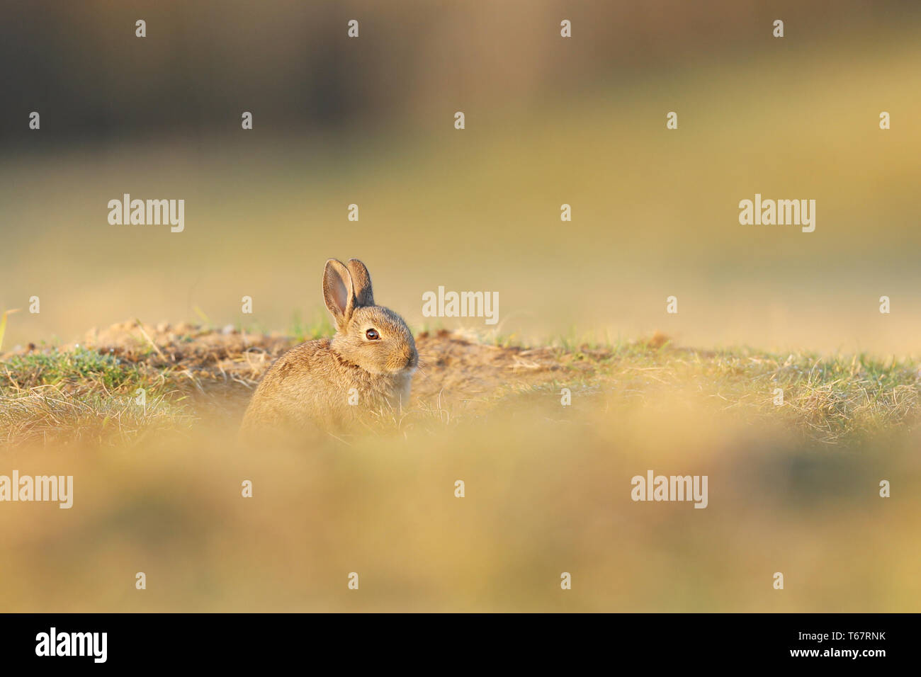 Animale in natura habitat, la vita nel prato. Unione di coniglio o di lepre comune, oryctolagus cuniculus, nascosto nell'erba. Foto Stock