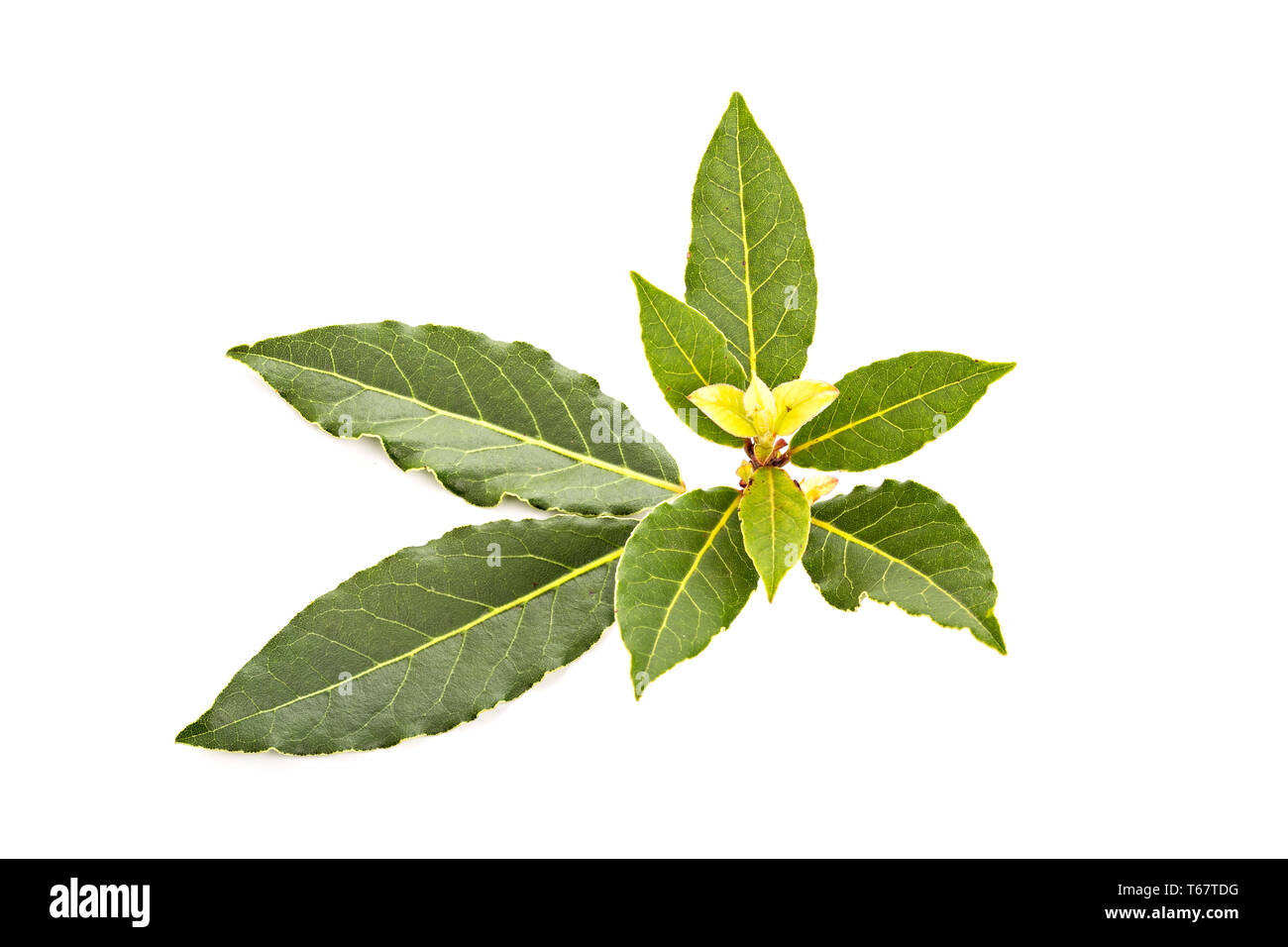 Baia di fresche foglie di alloro isolati su sfondo bianco. Laurus nobilis Foto Stock