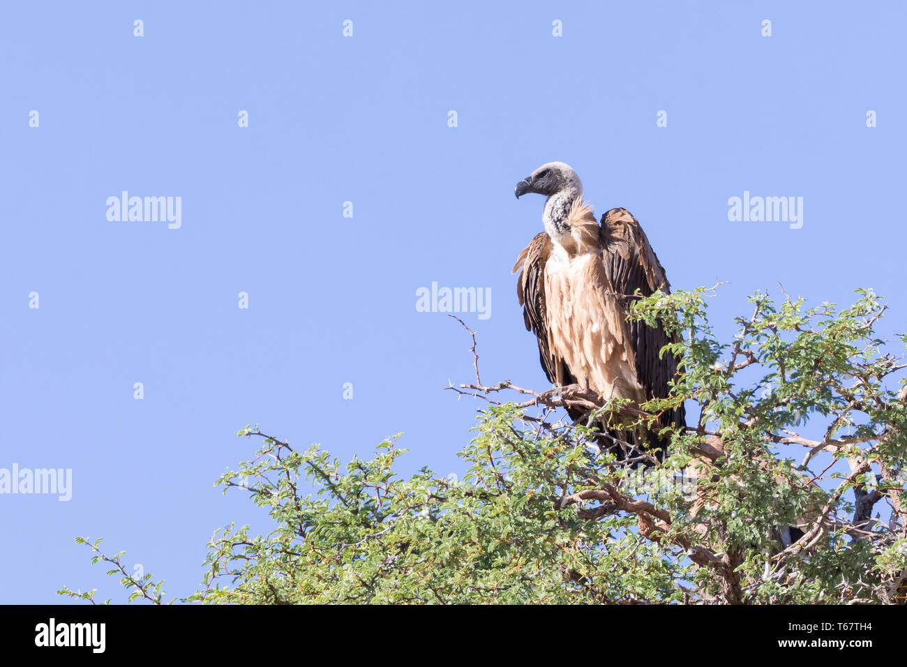African White-backed vulture Gyps africanus) arroccato Kgalagadi Parco transfrontaliero, il Kalahari, Northern Cape, Sud Africa. In pericolo critico, IUCN Foto Stock