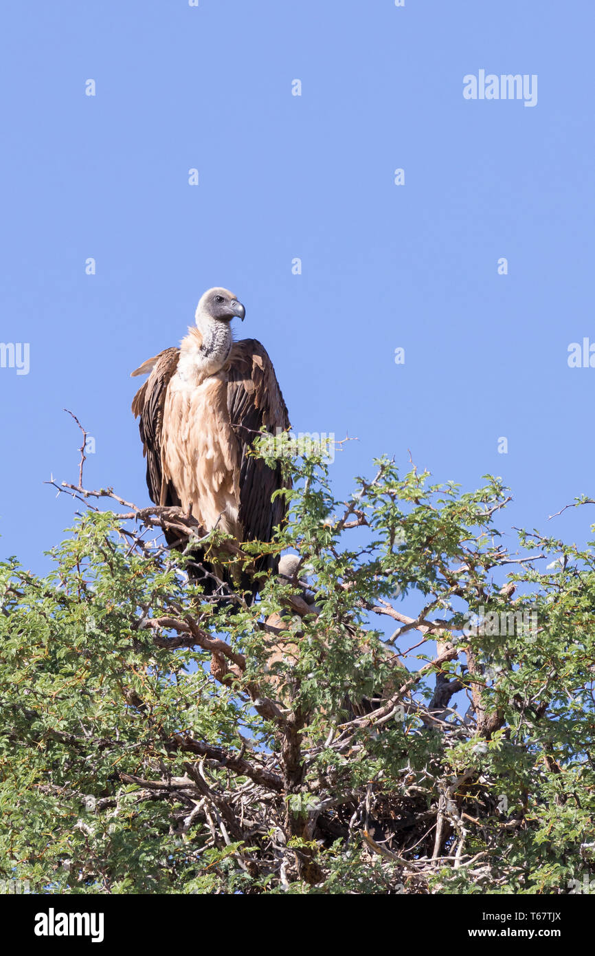 African White-backed vulture Gyps africanus) arroccato Kgalagadi Parco transfrontaliero, il Kalahari, Northern Cape, Sud Africa. In pericolo critico, IUCN Foto Stock
