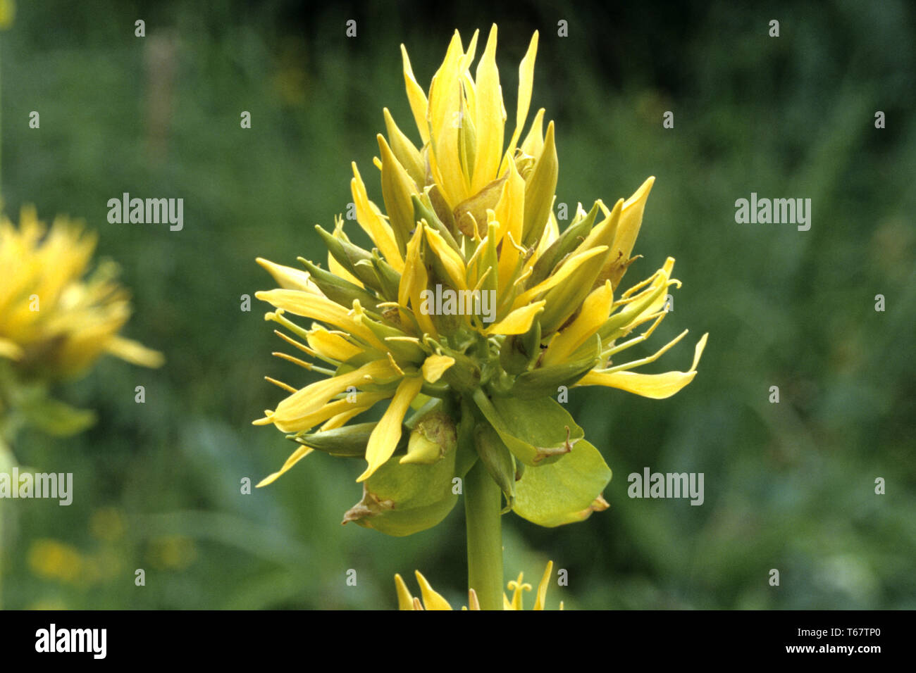 Grande giallo [genziana lutea Gentiana] Foto Stock