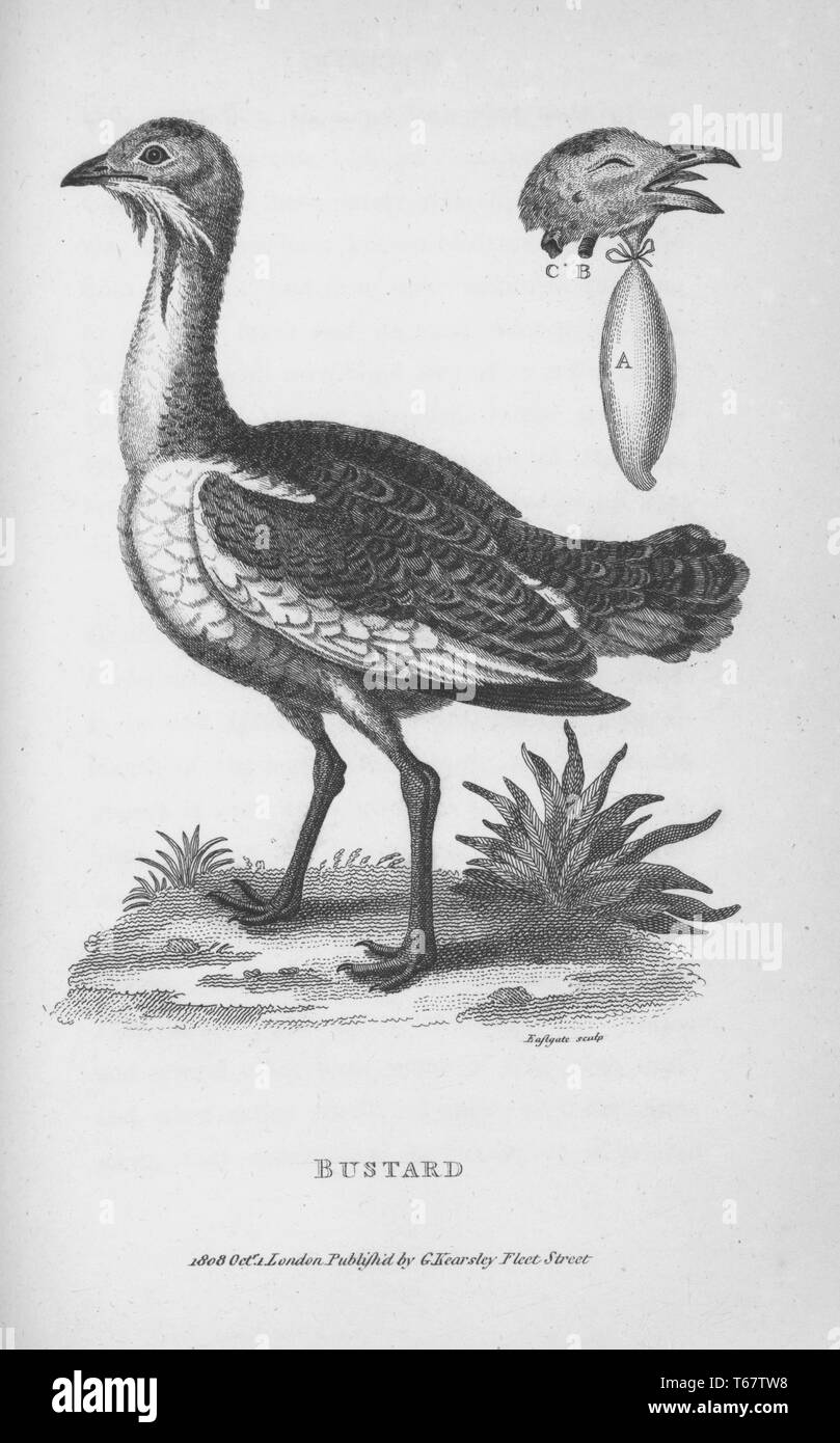 Una incisione di un bustard dal libro "Zoological le lezioni tenute presso la Royal Institution" da George Shaw, 1809. Dalla Biblioteca Pubblica di New York. Foto Stock