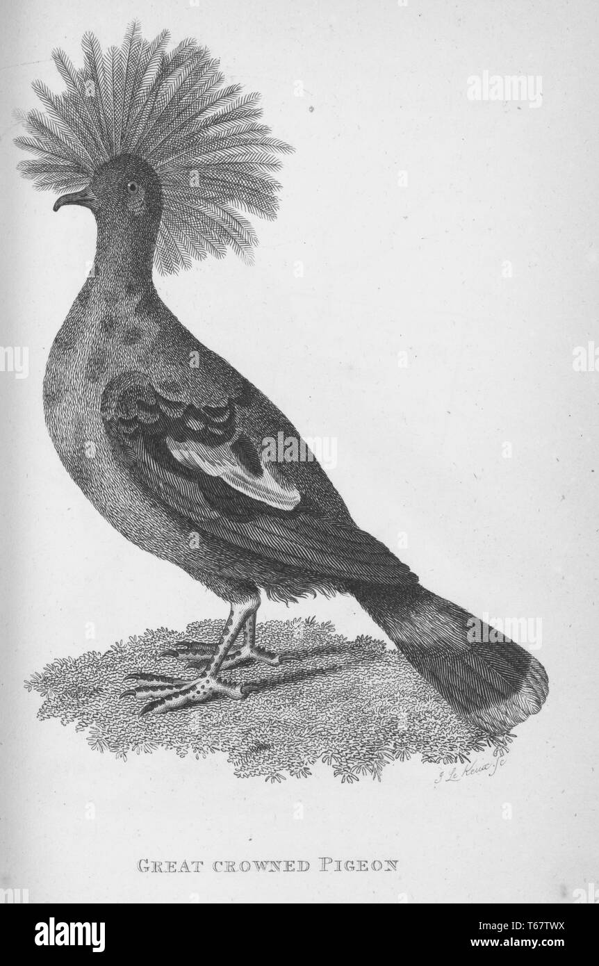 Una incisione di un grande piccione coronata dal libro "Zoological le lezioni tenute presso la Royal Institution" da George Shaw, 1809. Dalla Biblioteca Pubblica di New York. Foto Stock