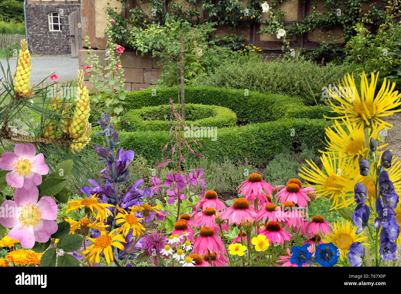 Piante officinali, impianti medici, disposizione Foto Stock