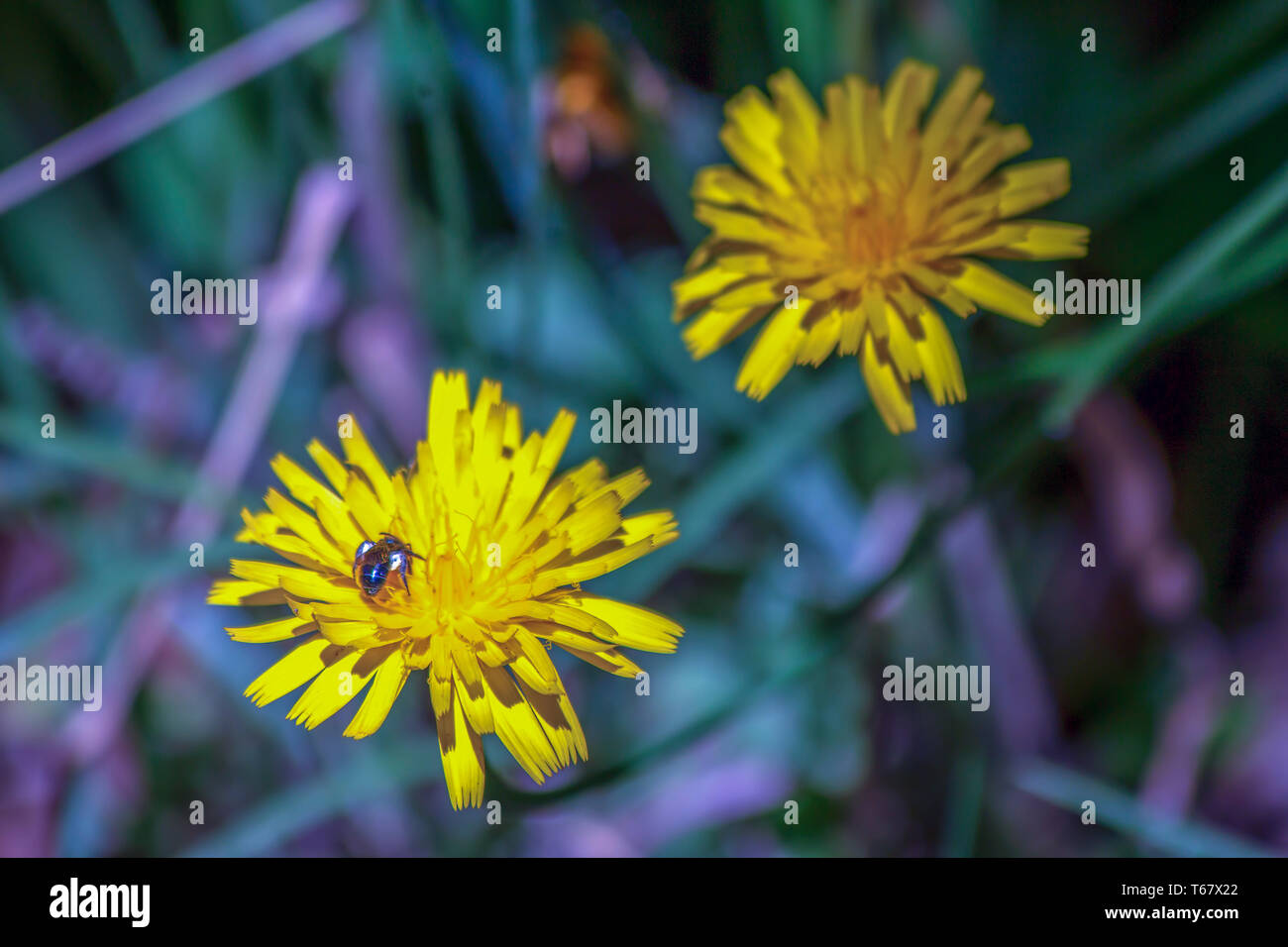 Fotografia di close-up di un cucù wasp alimentazione su un fiore di tarassaco presso la centrale di montagne delle Ande colombiane. Foto Stock