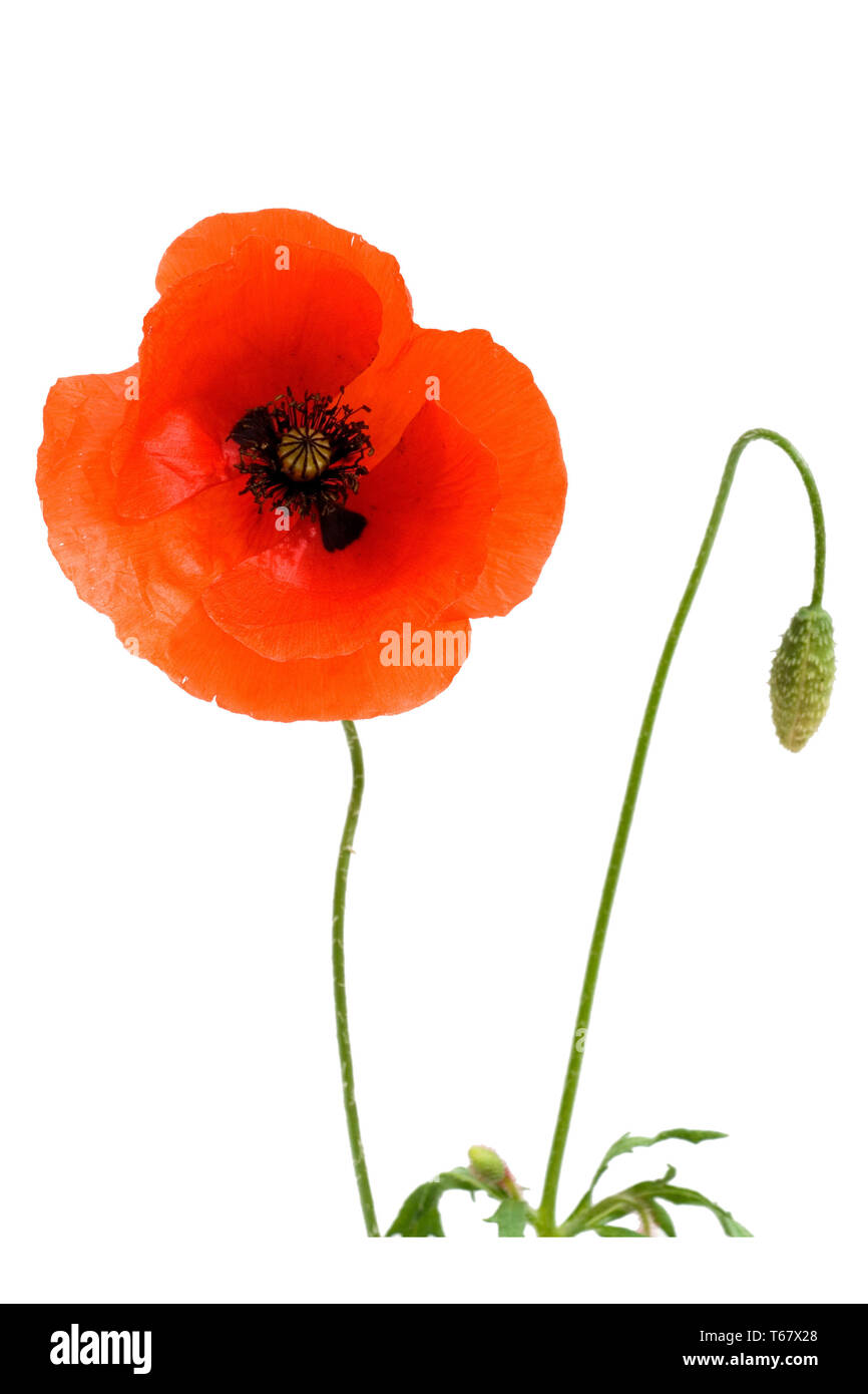 Mais o di papavero headwark, Papaver rhoeas Foto Stock
