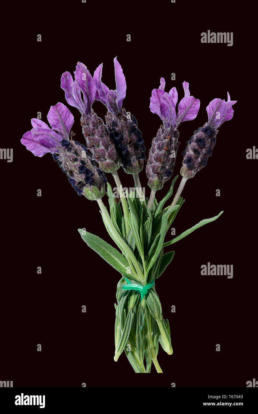 Lo spagnolo Lavanda, Lavandula stoechas Foto Stock