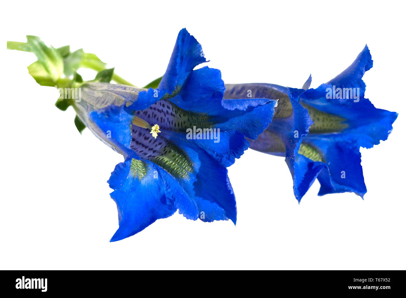 La genziana delle Alpi in Europa Foto Stock