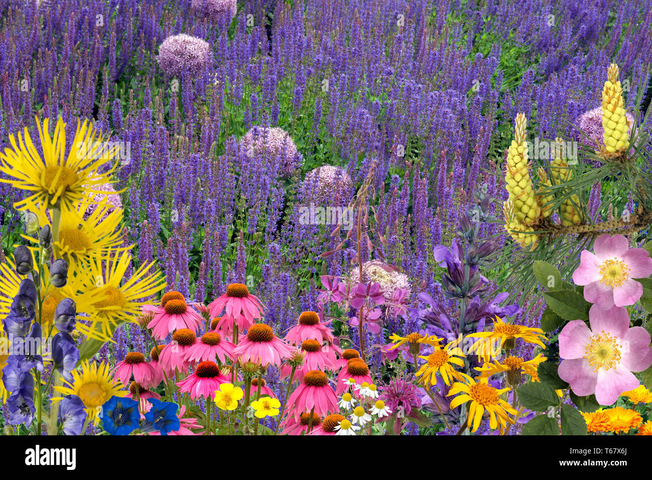 Piante officinali, impianti medici, disposizione Foto Stock